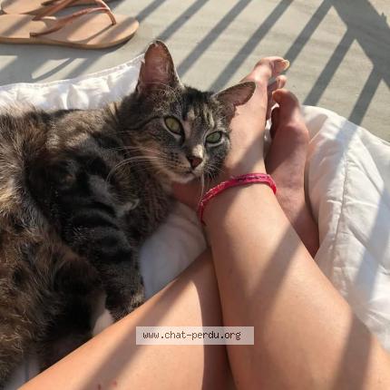 Photo 1/1 Pixel Néo Chat perdu à Saint ouen sur iton