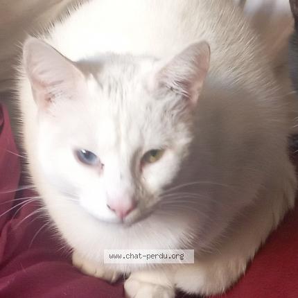 Photo 1/1 Chat retrouvé Perdu à Valenciennes