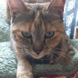 Photo de chat perdu à Ars Sur Formans