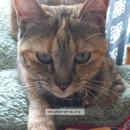 Photo 1/1 Chat retrouvé Perdu à Ars sur formans