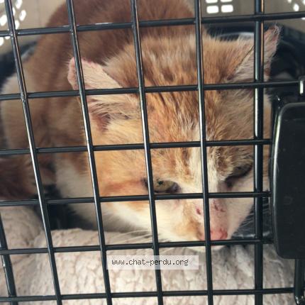 Photo 1/5 Chat trouvé Trouvé à Foret entre vandoncourt et abbevillers