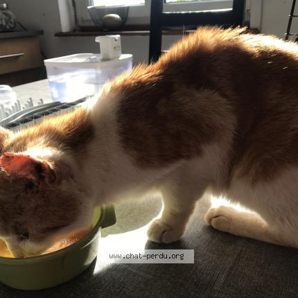 Photo 2/5 Chat trouvé Trouvé à Foret entre vandoncourt et abbevillers