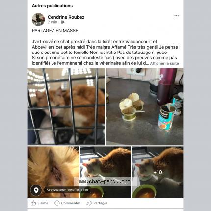 Photo 4/5 Chat trouvé Trouvé à Foret entre vandoncourt et abbevillers