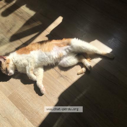 Photo 5/5 Chat trouvé Trouvé à Foret entre vandoncourt et abbevillers