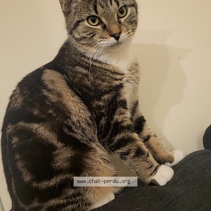 Photo 1/1 Elza Chat perdu à Sains en gohelle