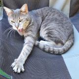 Photo de chat perdu à Reims