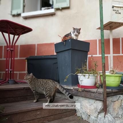 Photo 1/1 BEN Chat perdu à Tourves