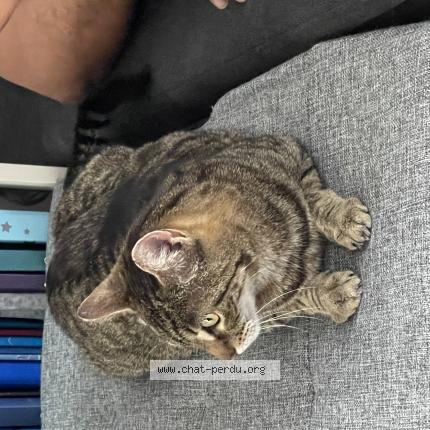 Photo 1/1 Moumou Chat perdu à Istres