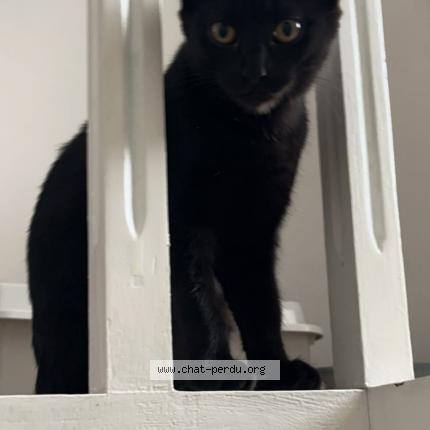 Photo de chat perdu à Roubaix
