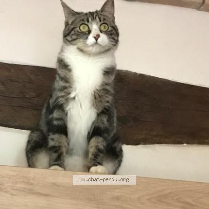 Photo de chat perdu à Puybegon