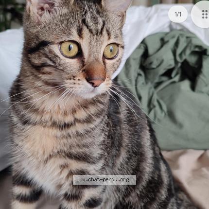 Photo de chat perdu à Marseille