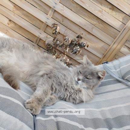 Photo 1/1 Boubou Chat perdu à Sainte marie