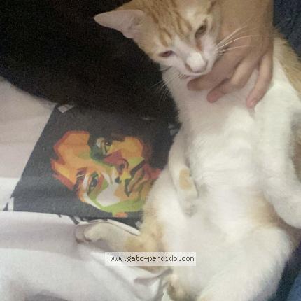 Photo 1/1 Mango Chat perdu à Chinandega