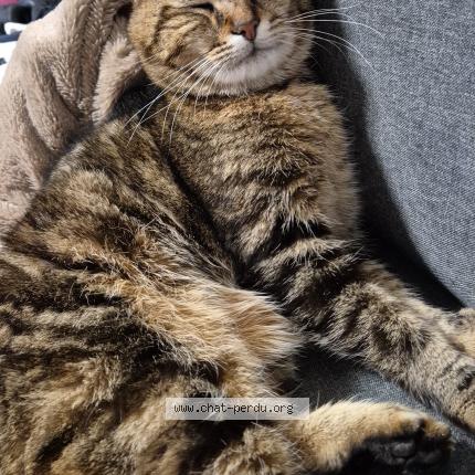 Photo de chat perdu à Epeigne Les Bois