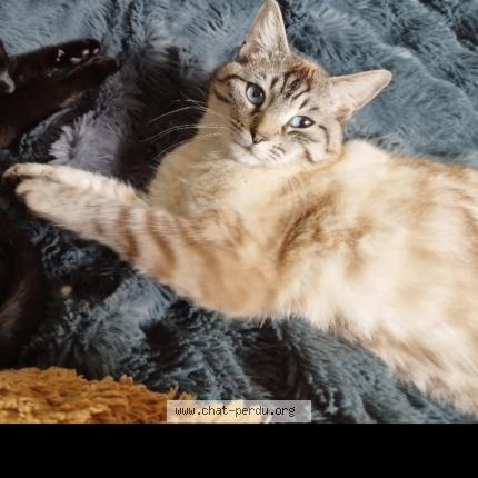 Photo de chat perdu à Chateaugiron