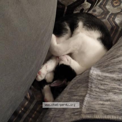 Photo de chat perdu à Orleans