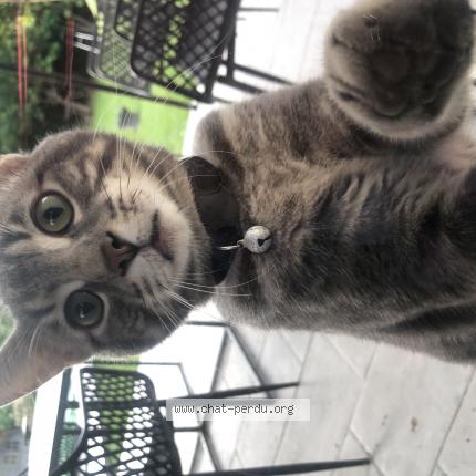Photo de chat trouvé à Le Pontet Sorgues