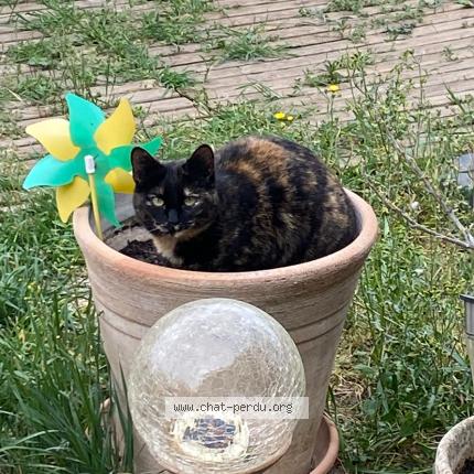 Photo 1/1 Chat retrouvé Perdu à Les Milles