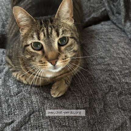 Photo 1/1 Tigrou Chat perdu à Decines charpieu