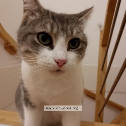 Photo 1/1 Chat retrouvé Perdu à Orleans