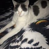 Photo de chat perdu à Haute Indre