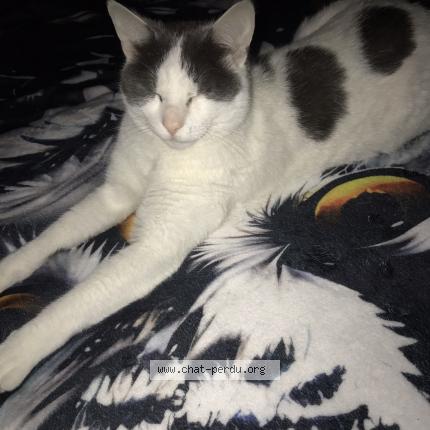 Photo 1/2 &laquo;&nbsp;Fils&nbsp;&raquo; &laquo;&nbsp;Namour&nbsp;&raquo; &laquo;&nbsp;mon chat&nbsp;&raquo; Chat perdu à Haute indre