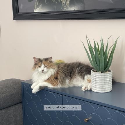 Photo de chat perdu à St Jean D Illac