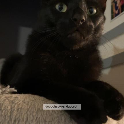 Photo 1/1 Guizmo Chat perdu à Mulhouse