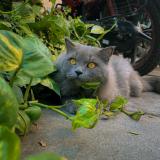 Photo de chat perdu à Suryapet