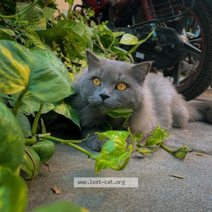 Photo 1/1 Simba Chat perdu à Suryapet