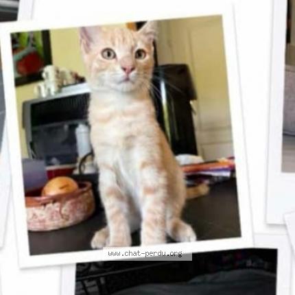 Photo 1/1 Chat roux Chat perdu à Gilllonnay