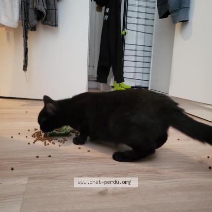 Photo 1/1 Chat retrouvé Trouvé à Poitiers