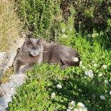 Photo de chat perdu à Rambouillet