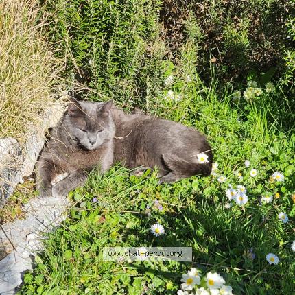 Photo 1/1 Chat retrouvé Perdu à Rambouillet