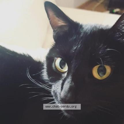 Photo 1/1 Odette Chat perdu à Rixheim