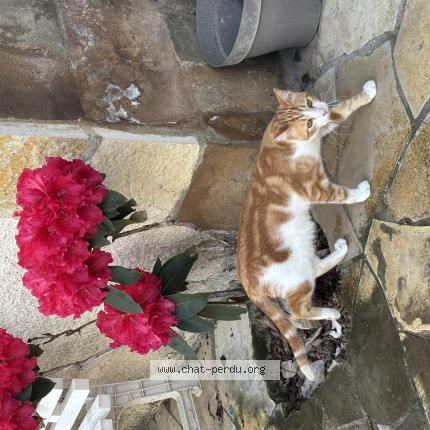 Photo 1/1 Chat retrouvé Perdu à Pontacq