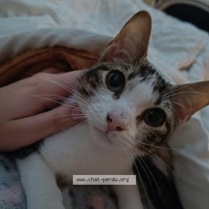 Photo 1/1 Canaille Chat perdu à Agen