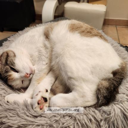 Photo de chat perdu à Castelsarrasin