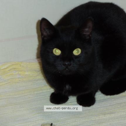 Photo de chat perdu à Herouville Saint Clair