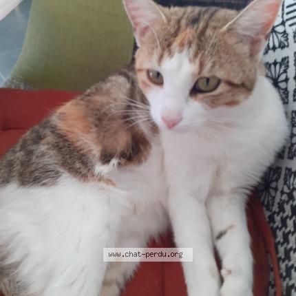 Photo de chat perdu à Ochancourt