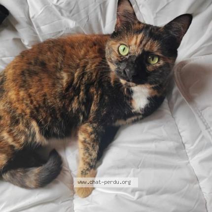 Photo de chat perdu à Arenthon