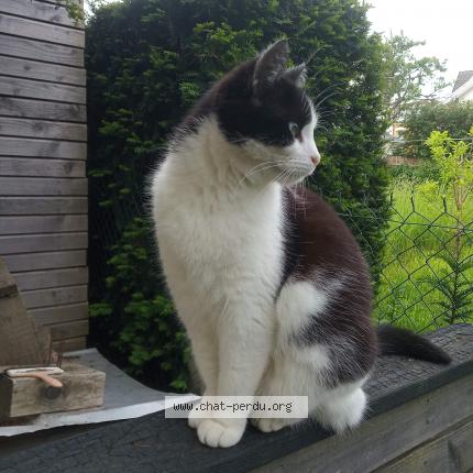 Photo 1/1 Chat retrouvé Perdu à Epinal