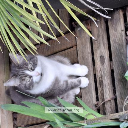 Photo 1/1 Chat retrouvé Perdu à Tours