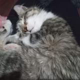 Photo de chat perdu à Santiago