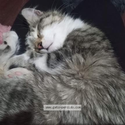 Photo 1/1 CUKIE Chat perdu à Santiago