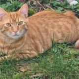 Photo de chat perdu à Chartres