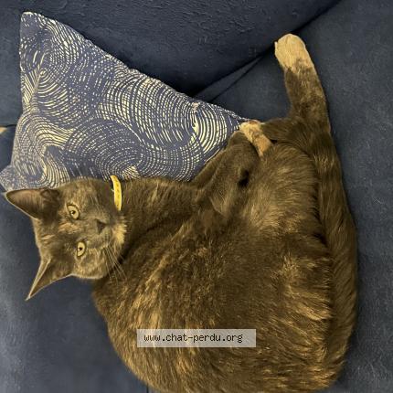 Photo 1/1 Mana Chat perdu à Brindas