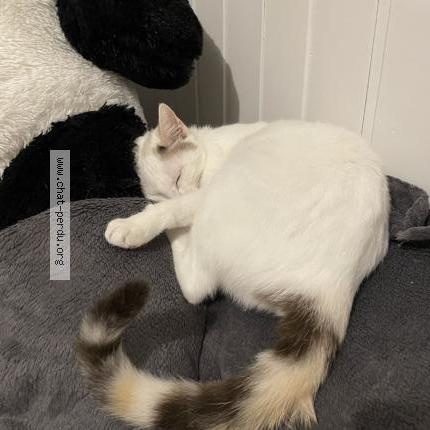 Photo 1/1 Vegas Chat perdu à Villefontaine