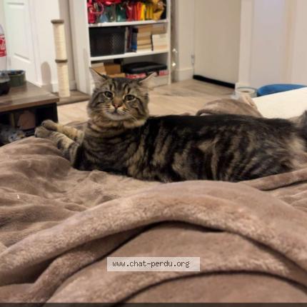 Photo 1/1 Kiko Chat perdu à Bully les mines