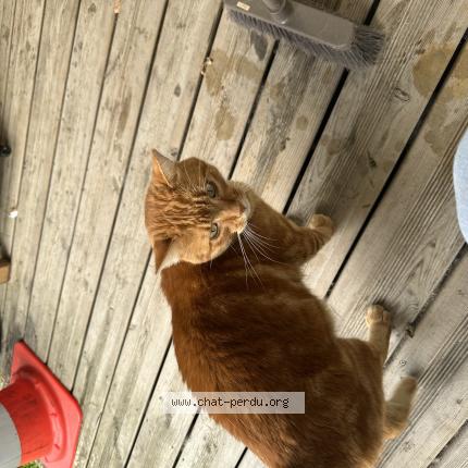 Photo 1/1 Léon Chat perdu à Cornebarrieu